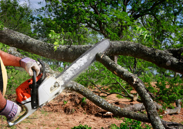 Best Tree Trimming Near Me  in St James, NC